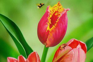 Букет тюльпанов