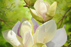Магнолия